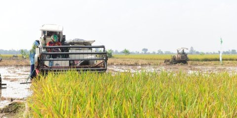 Cadangan Beras Tertinggi Sepanjang Sejarah, Pemerintah Siap Kirim Bantuan ke Palestina