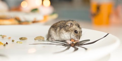 Ilmuwan Bereksperimen Masukkan DNA Manusia ke Dalam Seekor Tikus, Hal Mengejutkan Terjadi