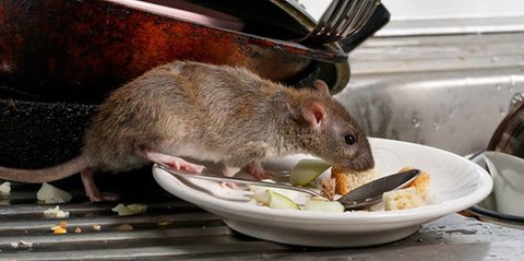 5 Bahan Dapur Ini Bisa Jadi Perangkap Tikus, Bikin Rumah Bebas Penyakit