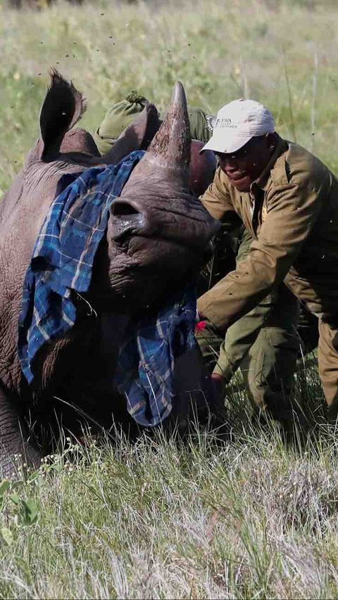 FOTO:  Melihat Penandaan Telinga Badak di Kawasan Konservasi Margasatwa Lewa Kenya