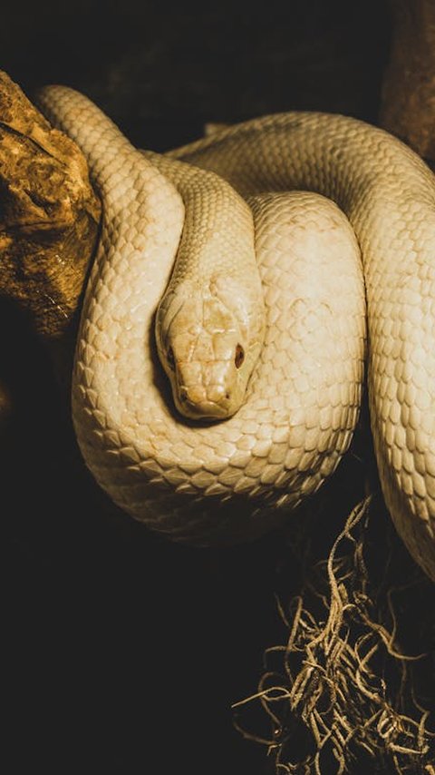 Fakta Menarik Ular Terkecil di Dunia, Ukurannya Lebih Pendek dari Pensil