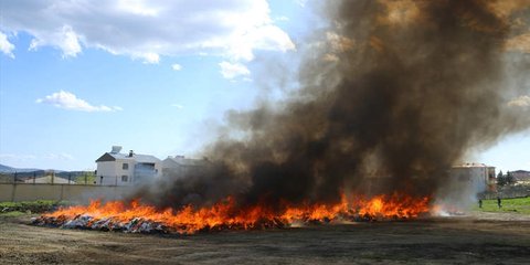 Ribuan Warga Kota Mabuk Massal Usai Polisi Bakar 20 Ton Ganja Sitaan, Banyak yang Halusinasi dan Merasa Melayang