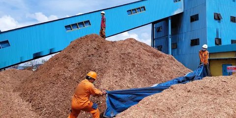 Kurangi Ketergantungan Batu Bara, Serbuk Kayu Disulap Jadi Biomassa untuk Bahan Bakar PLTU Adipala