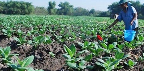 Genjot Hasil Panen, Petani Harap Pemerintah Segera Sederhanakan Aturan