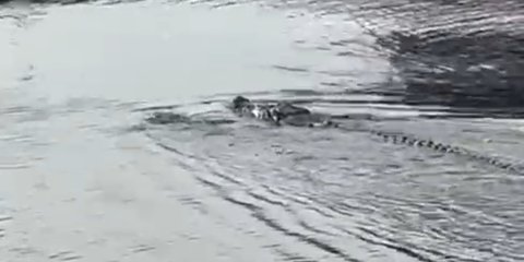 Seorang Bocah Diterkam Buaya di Jambi, Basarnas Terjunkan Tim Evakuasi