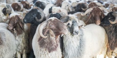 Cara Memilih Hewan Kurban yang Baik sesuai Anjuran Rasulullah SAW