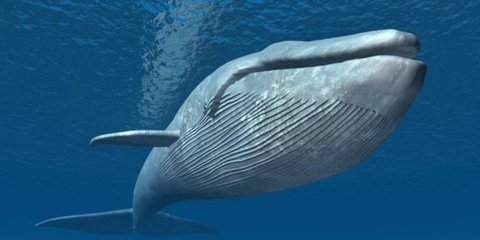 Fakta Menarik Hewan Terbesar di Dunia yang Ukuran Lidahnya Ternyata Seberat Gajah