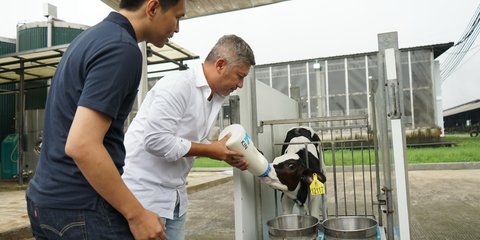 Gading Marten Beri Nama Seekor Sapi saat Kunjungi Peternakan di Garut, Telepon Gempi Buat Minta Pendapat