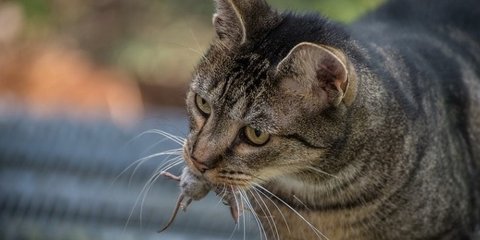 Fakta Unik di Balik Hadiah Bangkai dari Kucing? Ini Penjelasan Para Pakar