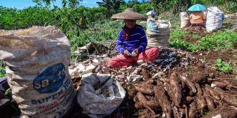 FOTO: Petani Menjerit Harga Singkong Anjlok, Prabowo Setujui Hentikan Impor