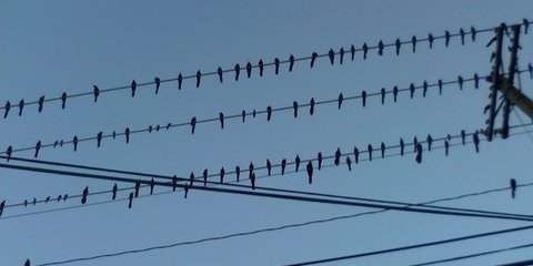 Kenapa Burung yang Hinggap di Kabel Listrik Tidak Tersetrum? Ini Alasannya