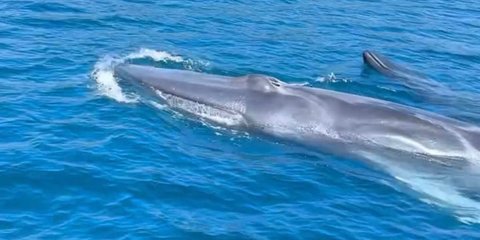 Momen Langka Tiga Paus Biru Muncul di Perairan Sabang, Pulau Rubiah Jadi Sorotan Wisata Dunia