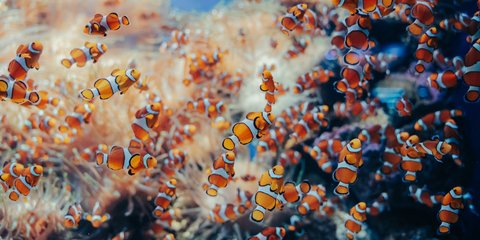 Ikan Badut, Dari “Nemo” yang Mendunia hingga Keunikan Biologi dan Tantangan Konservasi Terumbu Karang