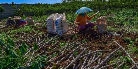 Petani Keluhkan Harga Singkong Anjlok, Pemerintah Bakal Larang Impor