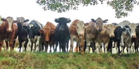 Ini Sapi Pernah Sandang Predikat Paling Berat di Indonesia, Ditawar Rp500 Juta tapi Tak Dijual