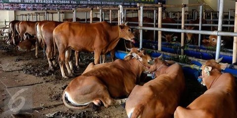 Pria Lulusan SD Nekat Jadi Peternak Sapi, Tak Disangka Raup Untung Rp1 Miliar per Bulan