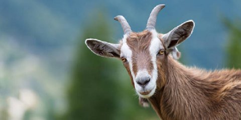 10 Jenis Kambing Terbaik yang Cocok untuk Kurban, Jangan Salah Pilih