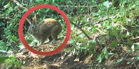 Hilang Tanpa Jejak Selama 120 Tahun, Kelinci Ini Tiba-Tiba Muncul Lagi