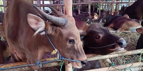 Menangis Sesenggukan, Ibu Tua ini Sedih Bukan Main Sapi yang Dipeliharanya Sejak Kecil Dibawa Pembeli 'Seng Pintar Yo Nak'