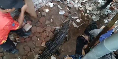 Detik-Detik Menegangkan Evakuasi Buaya Muara Dua Meter di Surabaya