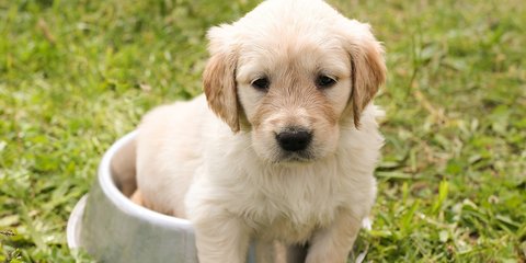 Kenali Penyebab Anjing Batuk: Dari Kennel Cough Hingga Benda Asing di Tenggorokan