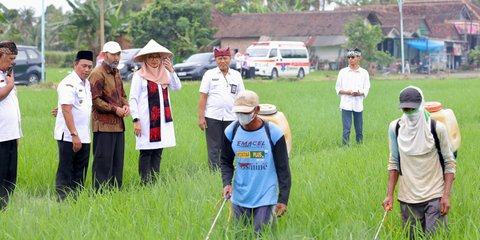Sejalan dengan Swasembada Pangan Presiden Prabowo, Produksi Beras Banyuwangi Surplus 159 Ribu Ton
