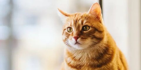 Cara Merawat Kucing Setelah Steril agar Cepat Pulih, Ikuti Langkahnya