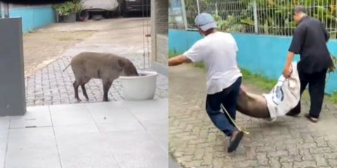 Babi Hutan Berkeliaran di Pejaten Pasar Minggu Bikin Heboh Warga, Begini Penjelasan Pemkot Jaksel