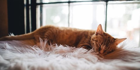 Cara Menyembuhkan Panleukopenia pada Kucing, Ikuti Langkahnya