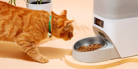 Mitos atau Fakta? Dampak Konsumsi Makanan Kucing bagi Manusia, Apakah Mematikan?
