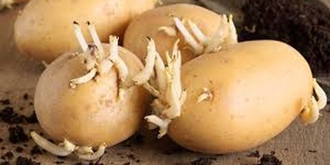 Hati-Hati! Ternyata Kentang yang Sudah Bertunas Mengandung Racun dan Bisa Sebabkan Kematian Jika Dikonsumsi