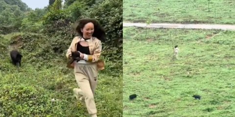 Cewek ini Berani Banget, Ambil Anak Babi Hutan dari Induknya Auto Dikejar-kejar Sampai jadi Sorotan
