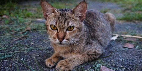 Terganggu Ledakan Kucing Liar