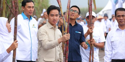 Ke Banyuwangi Wapres Panen Tebu, dan Dialog Bersama Petani dari Berbagai Wilayah di Indonesia