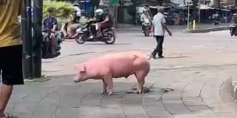 Momen Babi Pink Bikin Heboh Bandung. Berlarian di Jalan Raya
