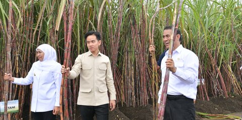 VIDEO: Gaya Wapres Gibran Potong Tebu di Banyuwangi, Perwira Polisi Sigap Membantu