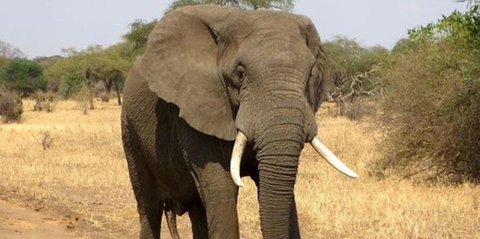 Puluhan Gajah Sumatera Mati di Taman Nasional Tesso Nilo, Habitat Habis Dirambah