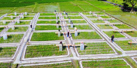 Ekosistem Beras Biofortifikasi Berskala Industri Pertama di Indonesia, Jadi Solusi Tangani Kekurangan Gizi