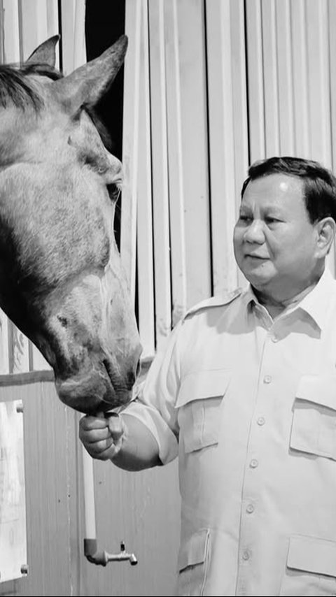 Kejutan Prabowo Masuk Kandang Kuda di Resimen Kavaleri, Enjoy Sambil Kasih Makan