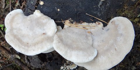 Jamur Paling Pahit di Dunia: Misteri di Balik Rasa yang Ekstrem