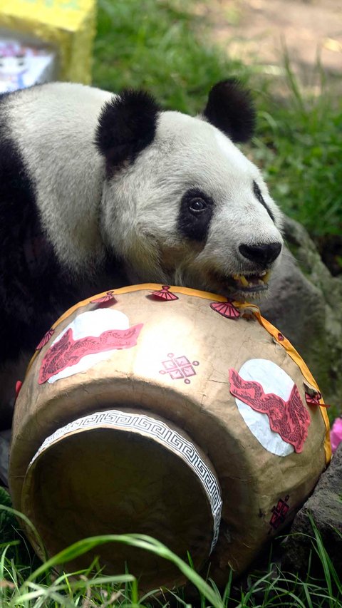 FOTO: Rayakan Ulang Tahun ke-35, Panda Betina Xin Xin Jadi Simbol Harapan di Meksiko