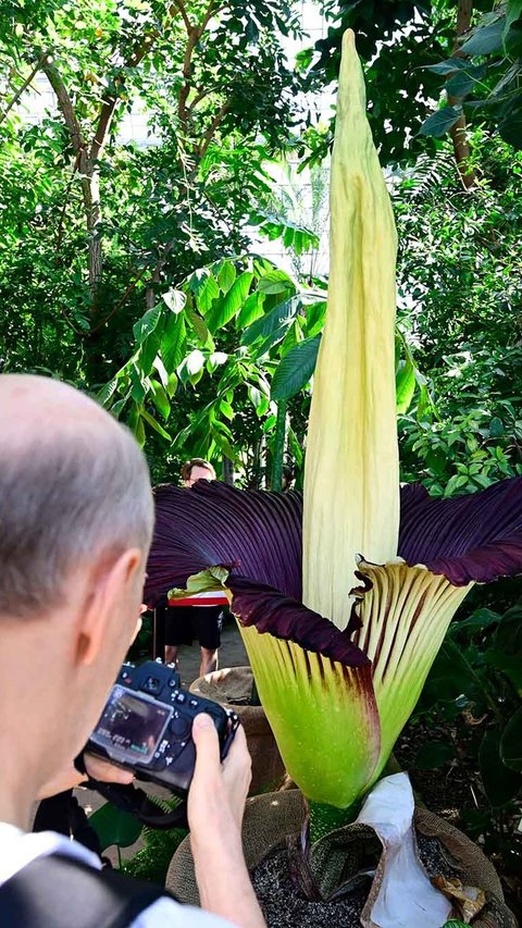 FOTO:  Bunga Bangkai Raksasa Asal Sumatera Mekar di Jerman