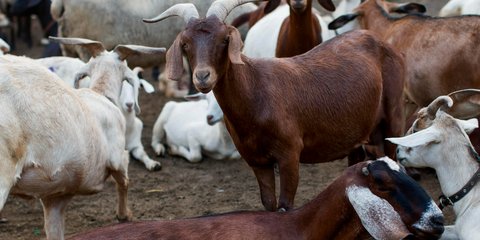 Dampak Stres pada Kambing dan Sapi terhadap Kualitas Daging