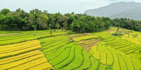 Rahasia Petani di Jatim Kini Bisa Panen 4 Kali dalam Setahun