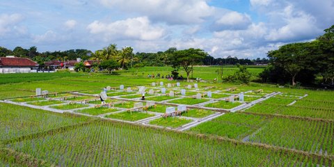 Budidaya dengan Teknologi Ramah Lingkungan Banyuwangi Kembangkan Beras Bernutrisi 