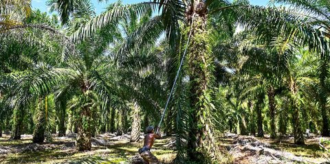 Laba PTPN III Melonjak Tajam 3.165 Persen, Tembus Rp1,2 Triliun per April 2025
