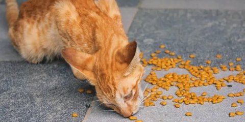 Ternyata Profesi Unik Cat Sitter Ada di Indonesia, Tugasnya Jaga Kucing Agar Tak Kesepian Bisa Dapat Bayaran