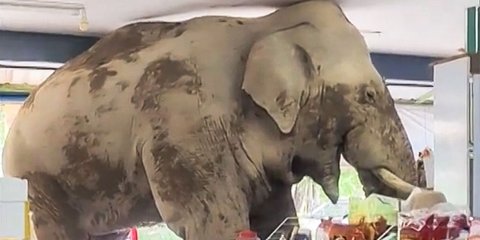 Detik-Detik Gajah Liar Masuk Minimarket di Thailand, Pulang Bawa Sebungkus Makanan Ringan