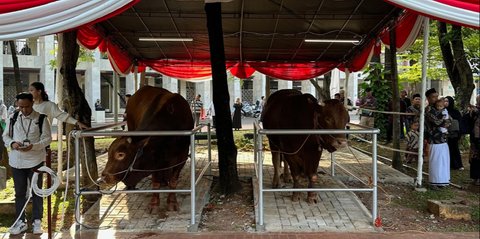 Gagahnya Brawijaya dan Jack, Sapi Kurban Prabowo-Gibran di Masjid Istiqlal