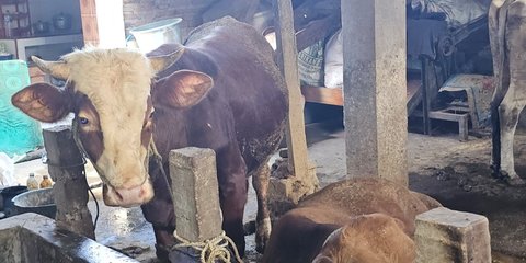 Bolehkah Orang Kaya Menerima Daging Kurban? Ini Penjelasan Ulama dari Berbagai Mazhab
